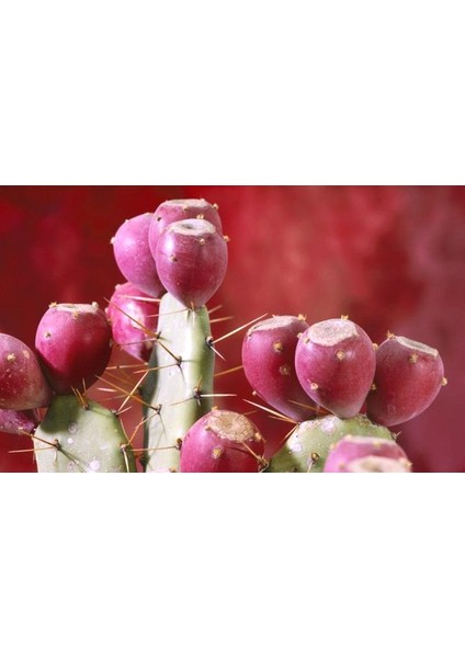 Opuntia Hint İnciri Tohumu (Opuntia Bonsai) [Tohhum Ev Bahçe]