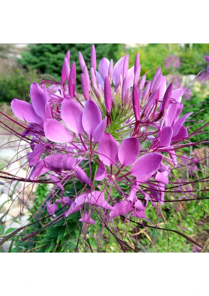 Örumcek Çiçeği (Cleome Spinosa) [Tohhum Ev Bahçe]