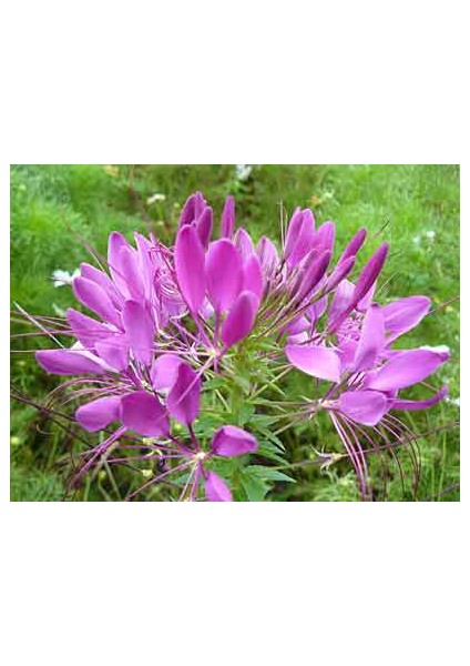 Örumcek Çiçeği (Cleome Spinosa) [Tohhum Ev Bahçe]