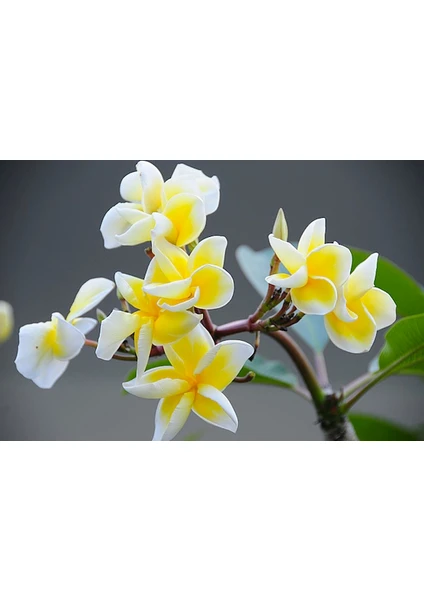 Plumeria (Hint Mabet Ağacı) Tohumu [Tohhum Ev Bahçe]