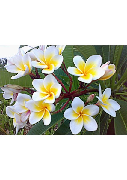 Plumeria (Hint Mabet Ağacı) Tohumu*Saksı-Toprak [Tohhum Ev Bahçe]