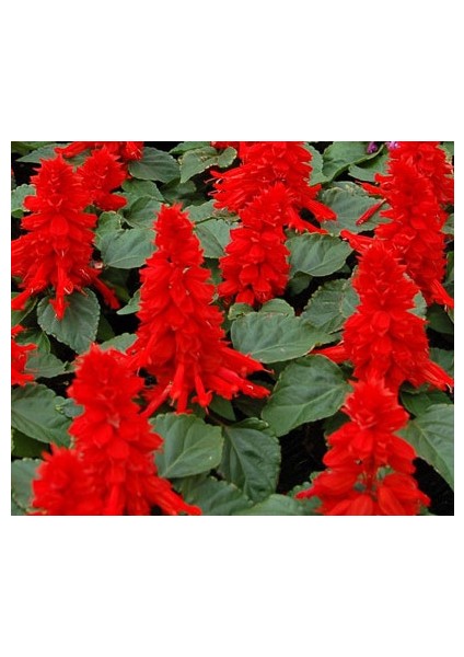 Salvia Red Ateş Çiçeği Tohumu [Tohhum Ev Bahçe]
