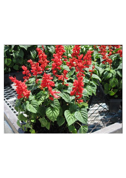 Salvia Red Ateş Çiçeği Tohumu [Tohhum Ev Bahçe]