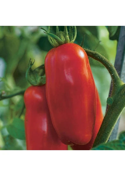 San Marzano Domates 25+ Tohum [Tohhum Ev Bahçe]