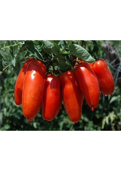 San Marzano Domates 25+ Tohum [Tohhum Ev Bahçe]