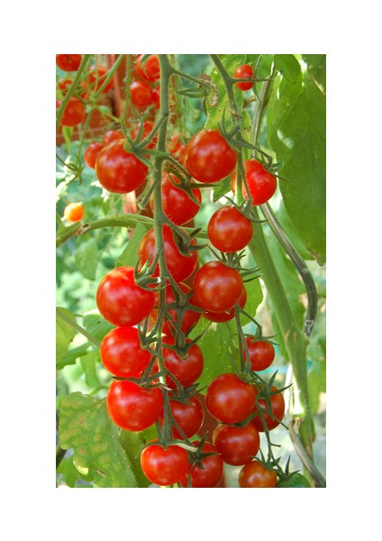 Sarkan Cherry Domates (Saksı Toprak Seti ) [Tohhum Ev Bahçe]