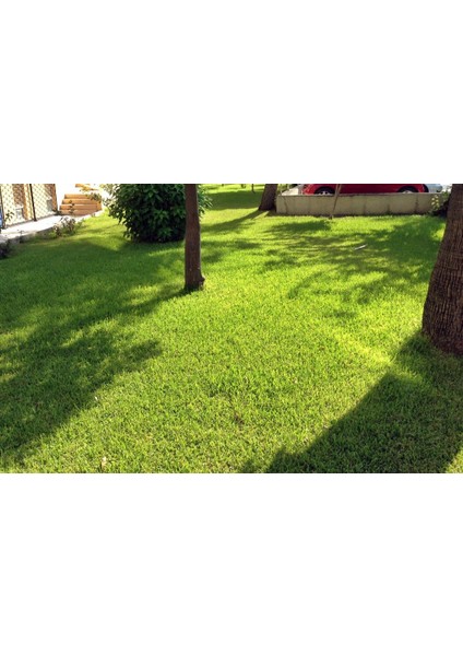 Yarı Gölge Alanlar İçin Çim Tohum [Tohhum Ev Bahçe]