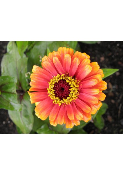 Zinnia Tohumu( Zinnia Elegans) Saksı Toprak Seti [Tohhum Ev Bahçe]