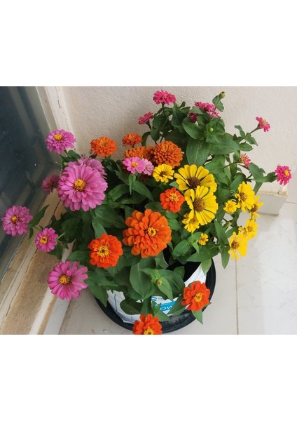 Zinnia Tohumu( Zinnia Elegans) Saksı Toprak Seti [Tohhum Ev Bahçe]