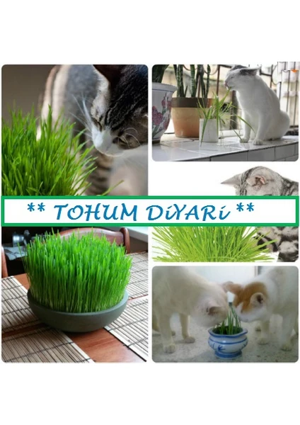 Tohum Diyarı Kedi Otu Çimi 10+ Tohum Organik