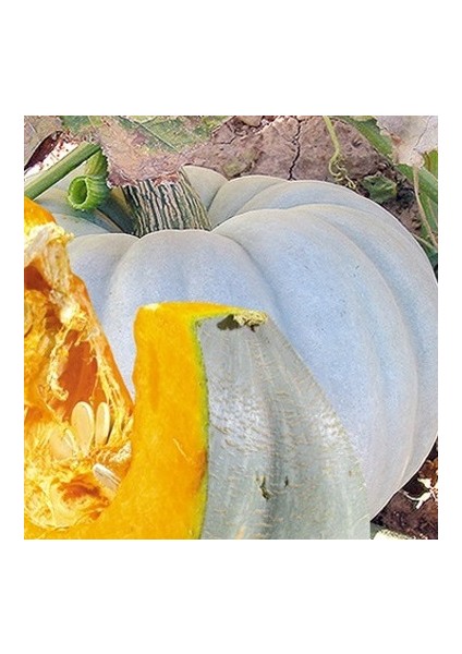 Aromatik İtalyan Saksılık Kekik 10 Tohum