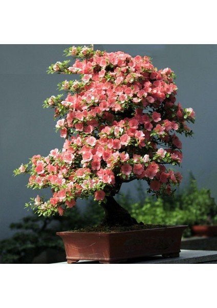Açık Pembe Açelya Bonsai Tohumu 10+
