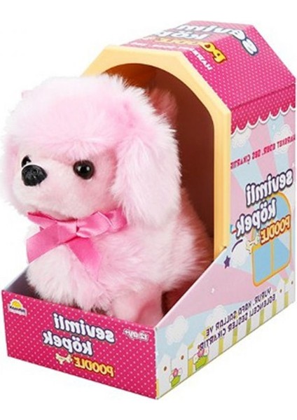 Sevimli Köpek Poodle