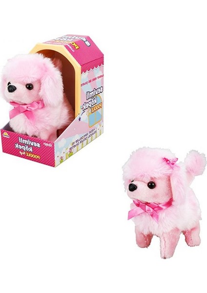 Sevimli Köpek Poodle