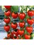 Çilek Domatesi (Tomatoberry) [Tohhum Ev Bahçe] 1