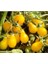 Sarı Ampul Cherry Domates [Tohhum Ev Bahçe] 2