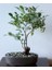 Blueberry Bonsai Ağacı 10+ Tohum [Tohhum Ev Bahçe] 1