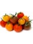 Dört Çeşit Cherry Domates* (Eko Paket) [Tohhum Ev Bahçe] 2