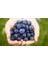 Blueberry Yaban Mersini Tohumu [Tohhum Ev Bahçe] 1