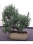 Biberiye Bonsai Ağacı 10 Tohum(Saksı Toprak Seti) [Tohhum Ev Bahçe] 1