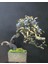 Blueberry Bonsai Ağacı 10+Tohum Saksı Toprak Seti [Tohhum Ev Bahçe] 1