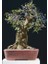 Blueberry Bonsai Ağacı 10+Tohum Saksı Toprak Seti [Tohhum Ev Bahçe] 2