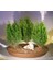 Limon Servi Bonsai Ağacı Tohumu [Tohhum Ev Bahçe] 1