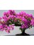 Erguvan Bonsai Ağacı 5 Tohum (Saksı Toprak Seti) [Tohhum Ev Bahçe] 1