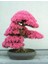 Erguvan Bonsai Ağacı 5 Tohum (Saksı Toprak Seti) [Tohhum Ev Bahçe] 2