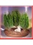 Limon Servi Bonsai Tohumu (Saksı Toprak Seti) [Tohhum Ev Bahçe] 1