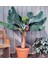 Bodur Muz Tohumu(Cavendish Dwarf Banana) [Tohhum Ev Bahçe] 1