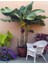Bodur Muz Tohumu(Cavendish Dwarf Banana) [Tohhum Ev Bahçe] 2