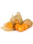 Goldenberry Altın Çilek [Tohhum Ev Bahçe] 1