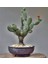 Hint İnciri Tohumu(Opuntia Bonsai)(Saksılı Set) [Tohhum Ev Bahçe] 1