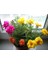 İpek Çiçeği 500+ Tohum+Saksı+Toprak [Tohhum Ev Bahçe] 1