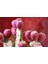 Opuntia Hint İnciri Tohumu (Opuntia Bonsai) [Tohhum Ev Bahçe] 2