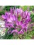 Örumcek Çiçeği (Cleome Spinosa) [Tohhum Ev Bahçe] 1