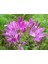 Örumcek Çiçeği (Cleome Spinosa) [Tohhum Ev Bahçe] 2