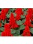 Salvia Red Ateş Çiçeği Tohumu [Tohhum Ev Bahçe] 1