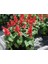 Salvia Red Ateş Çiçeği Tohumu [Tohhum Ev Bahçe] 2
