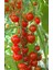 Sarkan Cherry Domates (Saksı Toprak Seti ) [Tohhum Ev Bahçe] 1