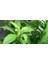 Stevia Şeker Otu Tohumu [Tohhum Ev Bahçe] 1
