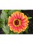 Zinnia Tohumu( Zinnia Elegans) Saksı Toprak Seti [Tohhum Ev Bahçe] 1