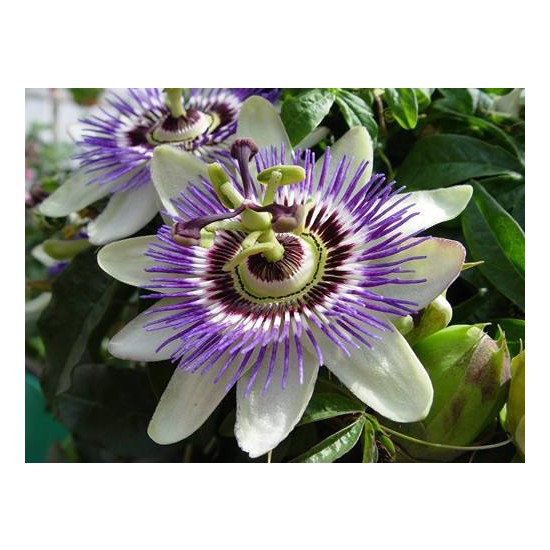 Tohhum Passiflora (Saat Çiçeği)* 5 Adet Tohum [Tohhum Ev Bahçe]