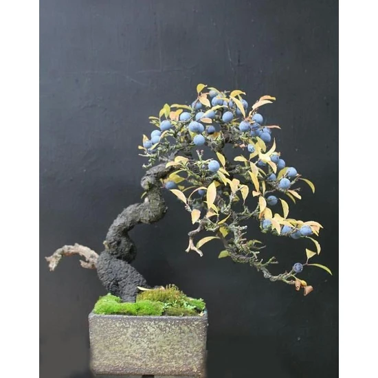 Tohhum Blueberry Bonsai Ağacı 10+Tohum Saksı Toprak Seti [Tohhum Ev Bahçe]