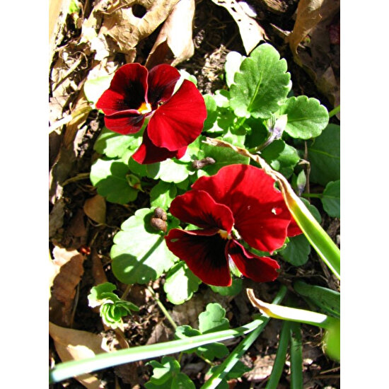 Tohhum Kırmızı Hercai Menekşe Tohum+Saksı+Toprak [Tohhum Ev Bahçe]