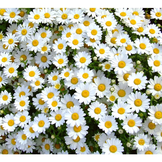 Tohhum Papatya Çiçeği Tohumu+Saksı+Toprak [Tohhum Ev Bahçe]
