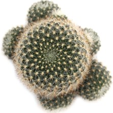 Levant Rebutia Narvaecense Top Kaktüs