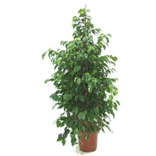 MS Çiçekçilik Benjamin Ficus Benjamina 120 cm Yerli Ev Bitkisi Ofis Bitkisi