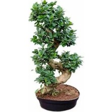 Ms Bonsai Microcarpa S Gövde Etli Yaprak 100-120Cm Ev Ofis Salon Bitkisi